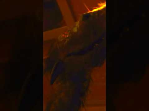 Did you see Arcadian? #arcadian #moviereview #nicholascage #horrorfilmanalysis