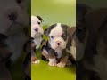 Mixed Breed dogs for sale: Duece mini bulldog  - Video 1