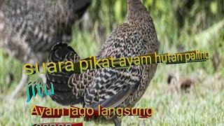 Download lagu Suara pikat ayam hutan hijau untuk berburu yg sering di cari 😍 mp3