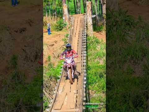 Ronca e fuça MARAU Rio Grande do Sul