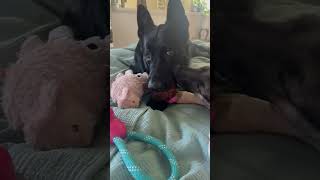 Video preview image #1 German Shepherd Dog Puppy For Sale in Gretna, NE, USA