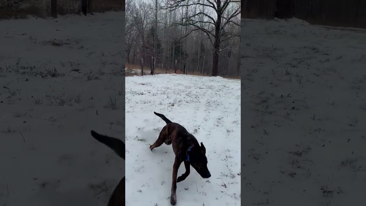 Enlarge Claus, a Adoptable mixed breed in Rossville, TN video 6/6