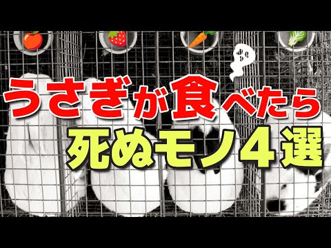 ウサギが食べられる植物