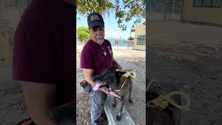 Video preview image #1 Mutt Puppy For Sale in Pasadena, CA, USA