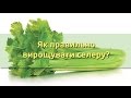 Як правильно вирощувати селеру? | Как правильно выращивать сельдерей 