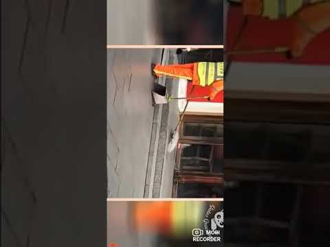 videos divertidos de gatos