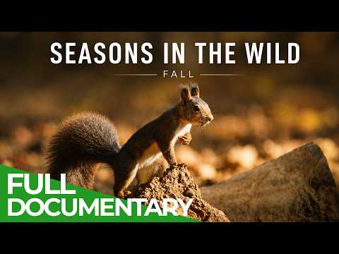 Season in the Wild: Fall Nature s Golden Hour