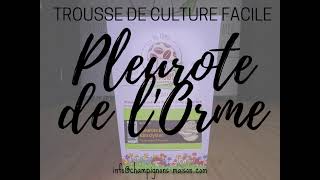 Champignons Maison - faire pousser les #Pleurotes de l'orme de #ChampisMaison