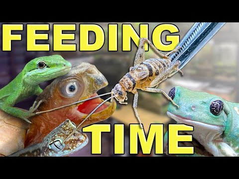 FEEDING MY PET REPTILES & FROGS BUGS!!