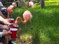 Feeding The Flamingos Back Stage At The San Diego Zoo