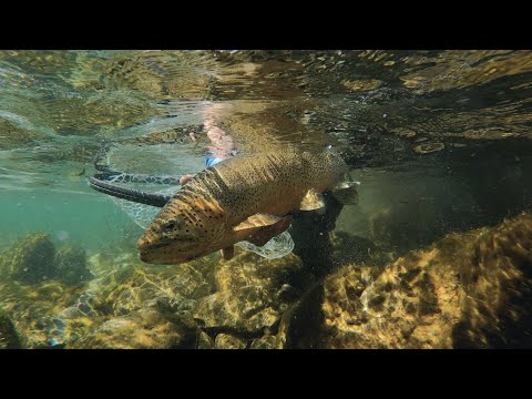 Fishing BC Presents: Fernie Summer Dry Fly