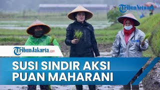 Menanam Padi di Tengah Hujan, Aksi Puan Maharani Disindir Susi Pudjiastuti, Jadi Sorotan di Twitter