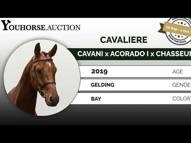 Cavaliere showvideo