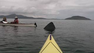 Basking Shark and Sea Kayakers, Isle of Barra, Outer Hebrides, Scotland