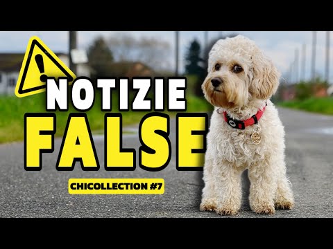 The Best of Chico's Adventures - CHICOLLECTION 7