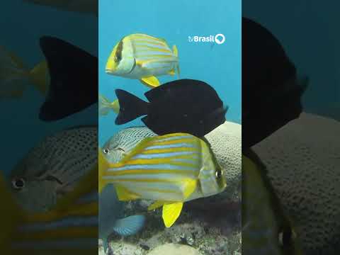 Brazil's Parks | Discover the Abrolhos Marine National Park