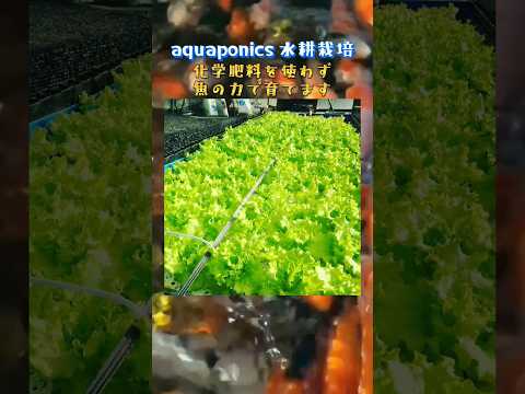 無土栽培園芸生産法