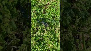 Download lagu Craazy Malaysian Island Scorpion 🦂💀#travel  #malaysia #langkawi #islandlife #insects #dangerous mp3