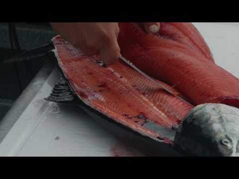 download lagu mp3 mp4 Salmon Butterfly, download lagu Salmon Butterfly gratis, unduh video klip Salmon Butterfly