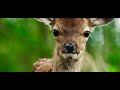 Bambi : A Tale of Life in the Woods - Trailer (English version)