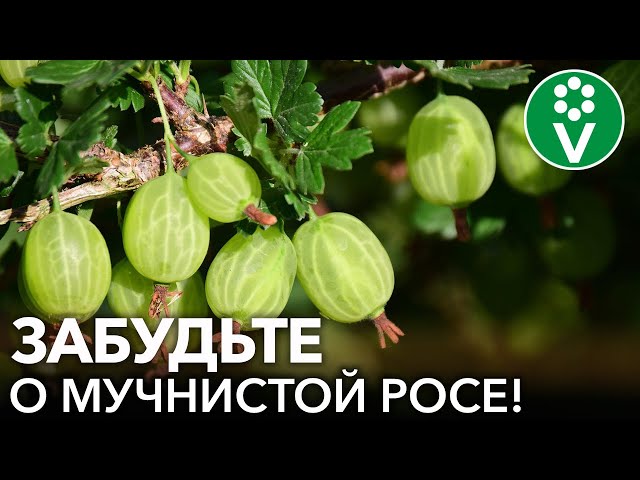 МУЧНИСТАЯ РОСА НА КРЫЖОВНИКЕ И СМОРОДИНЕ ИСЧЕЗНЕТ, если сделать так!