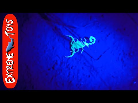Night Hunting for Scorpions! Bugs for Kids Video