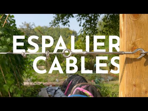 Making a cable system for espalier trees