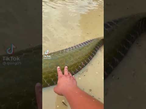 Monster Big Boss (arapaima)🤯😱😳🥵/Monster Fish Aqua SL /#short #shortvideo