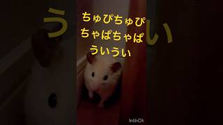 ノリノリちるちる#kawaii #japan #ハムスター #かわいい #キンクマ #癒し #可愛い #pets #ペット #follow #ダンス #パリピ