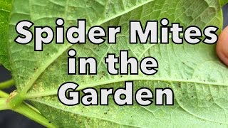 Organic Spider Mite Control in the Vegetable Garden