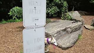 貸切ドッグランに行ってきました@ Atlanta 