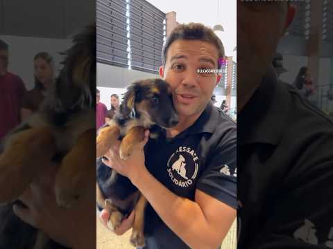 Bom domingo pessoal❤️ #adote  #adoteumpet  #pets  #petsfofinhos  #piracaia #saopaulo