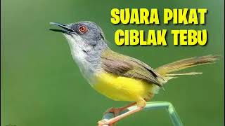 Download lagu Suara Pikat Ciblek Tebu, Auto Nyaut Pakai Suara Ini mp3