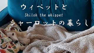 5ヶ月のウィペット、しつけ難航中