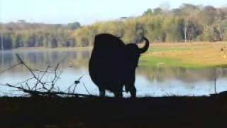 preview picture of video 'Indian Wildlife ( Gaur )'