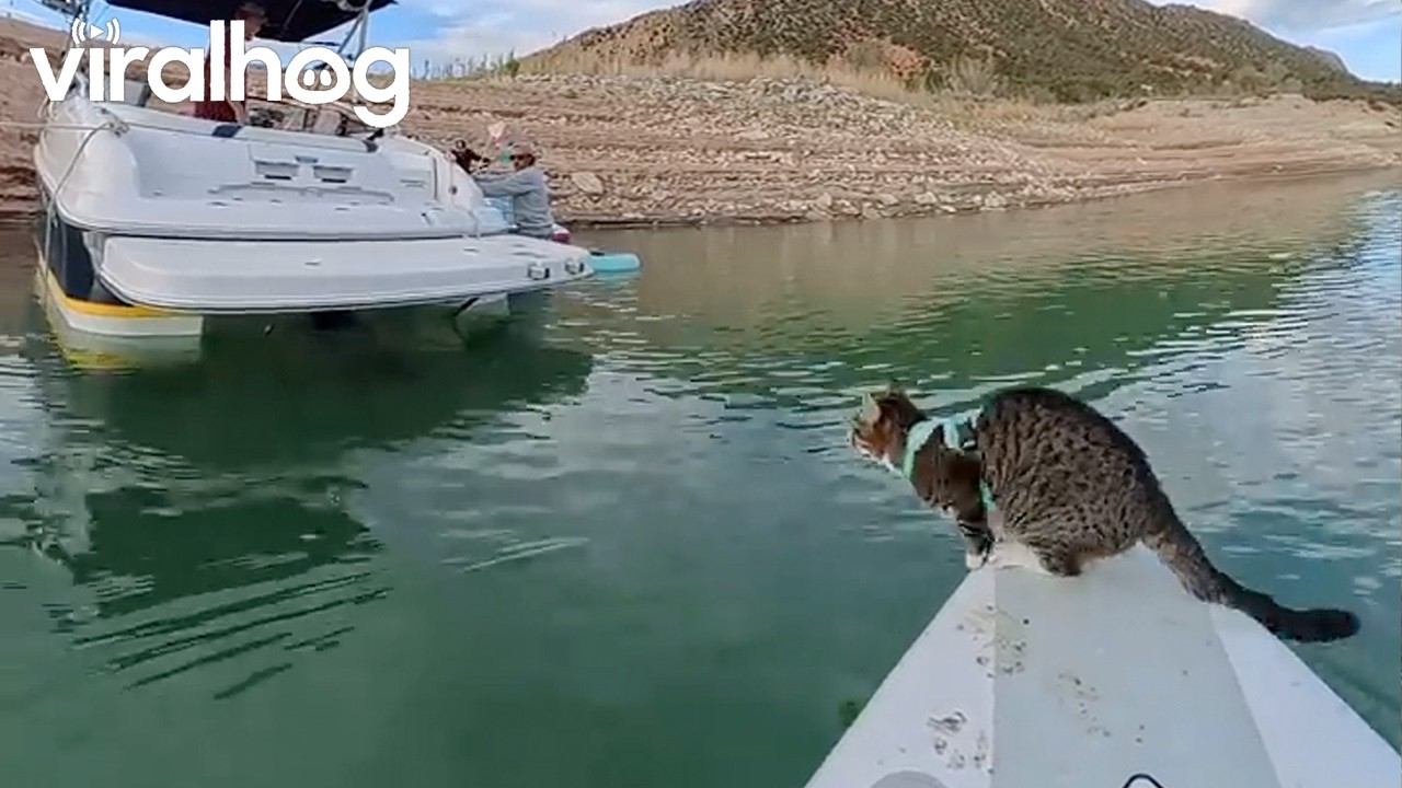 Cat Attempts a Long Jump From a Paddle Board || ViralHog