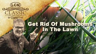How To Get Rid Of Mushrooms In The Lawn