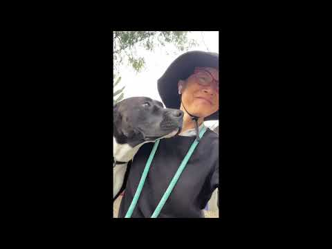 KASUMI, an adoptable Pit Bull Terrier Mix in Pasadena, CA_image-1