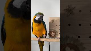 First Bird Advent Calendar for Parrots