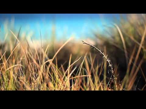 The Ocean.Vision II.