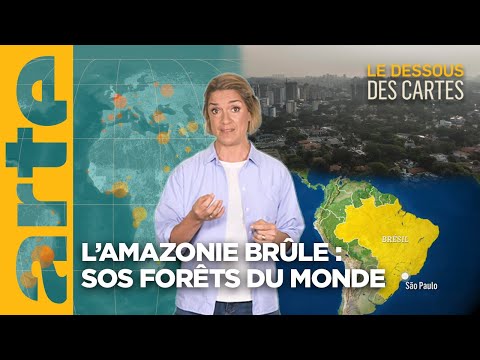 L’Amazonie brûle : sos forêts du monde