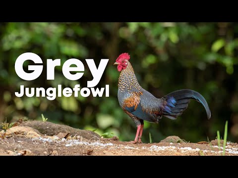 Grey Junglefowl 4K — Thattekad, Kerala