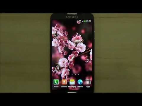 Sakura Live Wallpaper Video