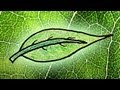 Why Are Leaves Green? Part 1