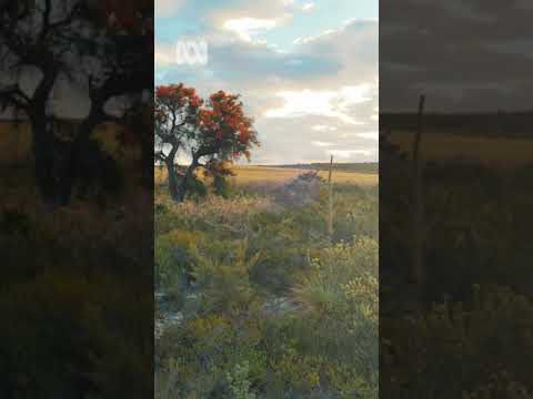 Moodjar Native Christmas Tree, Western Australia Nature Escapes ABC Australia