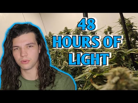 48 Hours Of Light Before Harvest|| Chill Out OG by Mr.Growit