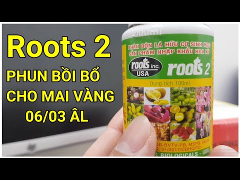 🔴 QBS22175 - CHĂM SÓC MAI VÀNG MIỀN BẮC THÁNG 3 ÂM || PHUN  PHÂN ROOTS 2 BỒI BỔ CHO CÂY MAI VÀNG