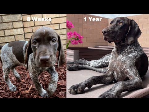Watch My Puppy Grow | 8 Weeks To 1 Year Compilation | Bring Tissues | German Shorthaired Pointer