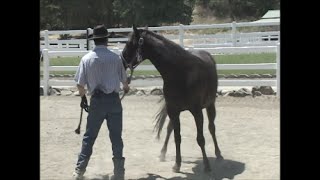 Leading Manners With The Pushy Horse, Mike Hughes, Auburn California