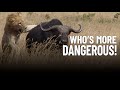 Which Is More Dangerous An African Cape Buffalo Or Lions